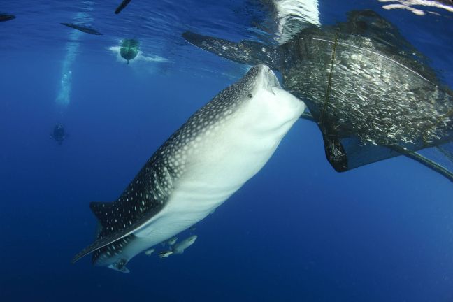Οι φαλαινοκαρχαρίες πιάστηκαν «στα πράσα»