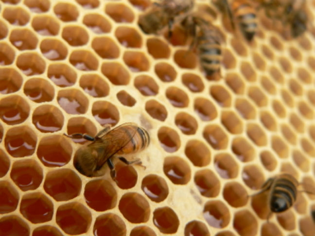 Τα οφέλη από τα προϊόντα μέλισσας