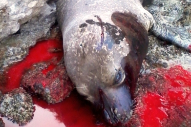 Μεσογειακή φώκια νεκρή από δυναμίτη στην Πάρο