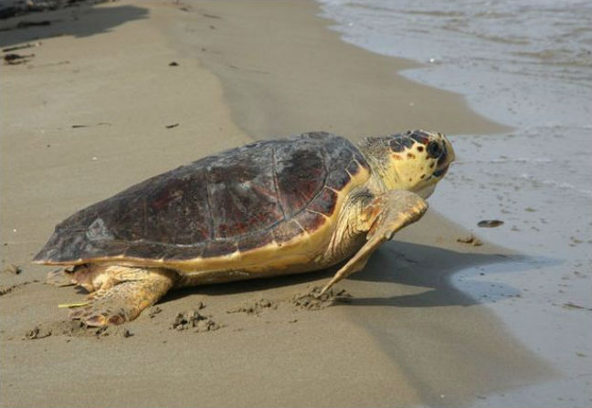 Χελώνα καρέτα-καρέτα γέννησε σε παραλία της Ηλείας