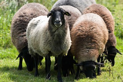 «Αδέσποτα» πρόβατα ψάχνουν τον ιδιοκτήτη τους