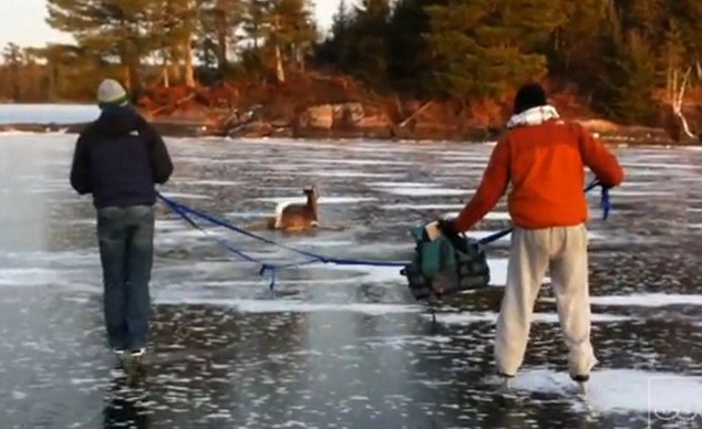 Έσωσαν τάρανδο που παγιδεύτηκε σε παγωμένη λίμνη