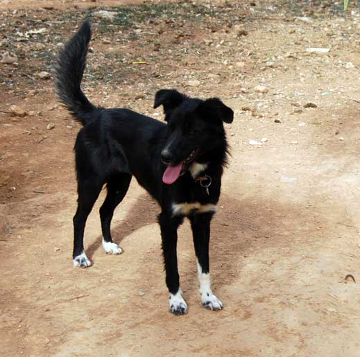 Αδέσποτο σκυλί επιτέθηκε σε 8χρονο στη Χαλκηδόνα