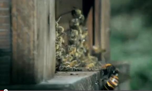 Η μάχη των… μελισσών