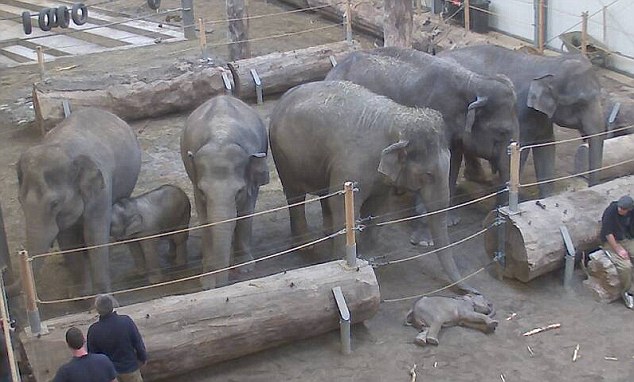 Απίστευτο βίντεο από τους ελέφαντες που πενθούν