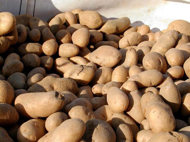 Κατάσχεσαν 840 κιλά πατάτες οι ελεγκτές τροφίμων στον Πειραιά