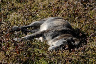 Σκότωσαν τσοπανόσκυλα και αλεπούδες με φόλες