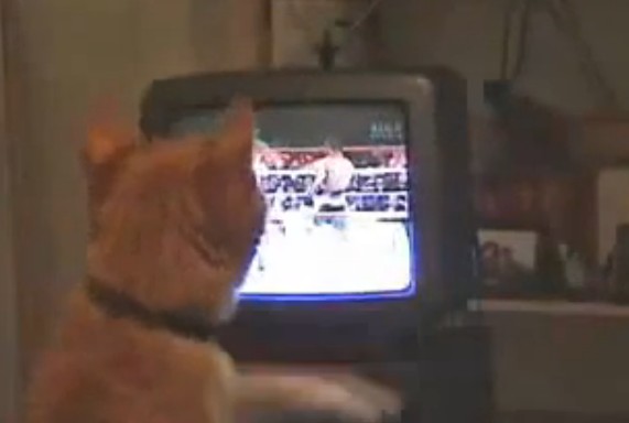 Μην αφήνετε τη γάτα να βλέπει μποξ στην τηλεόραση