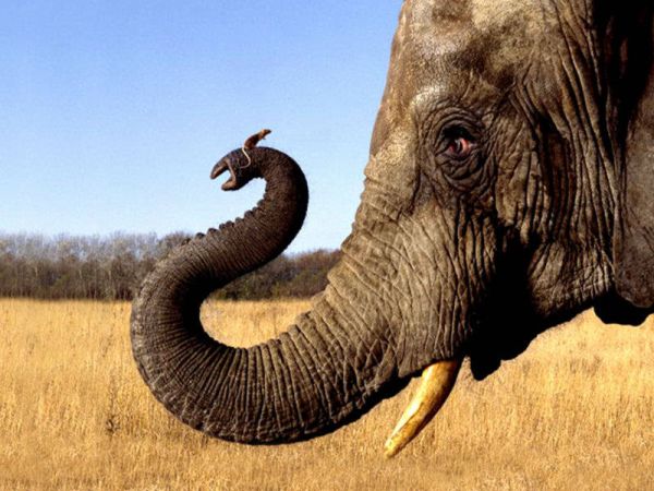 Ο ελέφαντας πριν 24 εκατ. γενιές είχε μέγεθος&#8230; ποντικιού