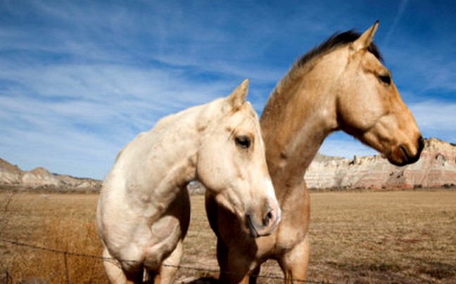 Σοκάρουν τα στοιχεία κτηνοβασίας με άλογα στην Ελβετία