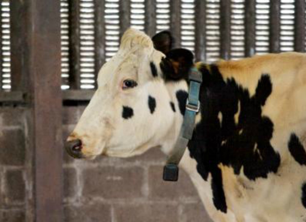 Οι κτηνοτρόφοι θα λαμβάνουν SMS από τις… αγελάδες!