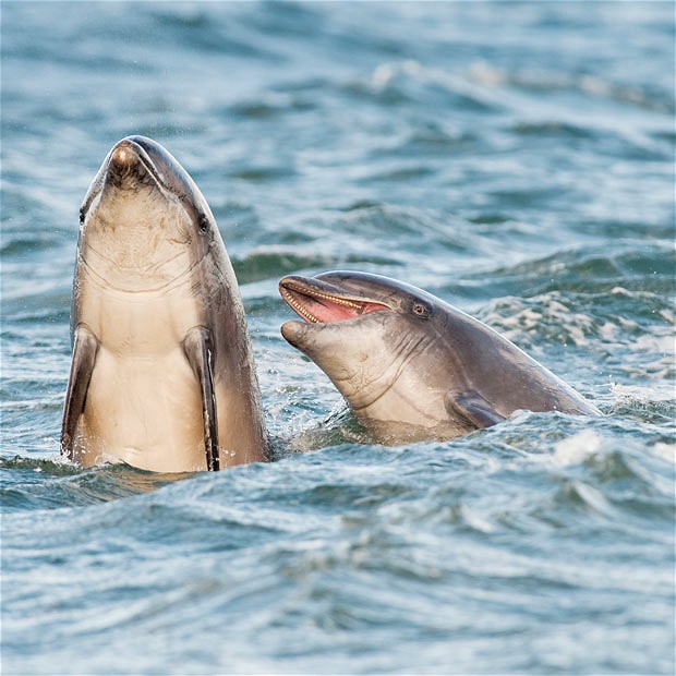 Με σφυρίγματα συστήνονται τα δελφίνια