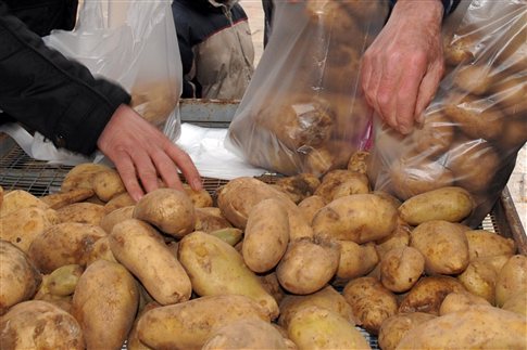 Διατίθενται σήμερα 22 τόνοι πατάτας Αμυνταίου