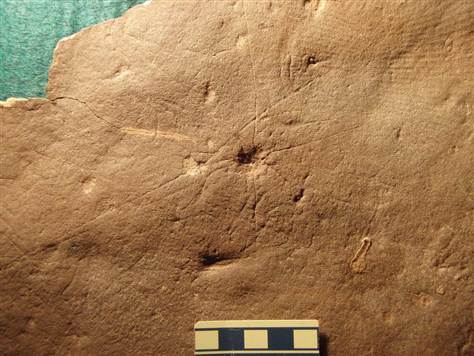 Πριν 560 εκατ. χρόνια ζούσε ο πρώτος οργανισμός με σκελετό