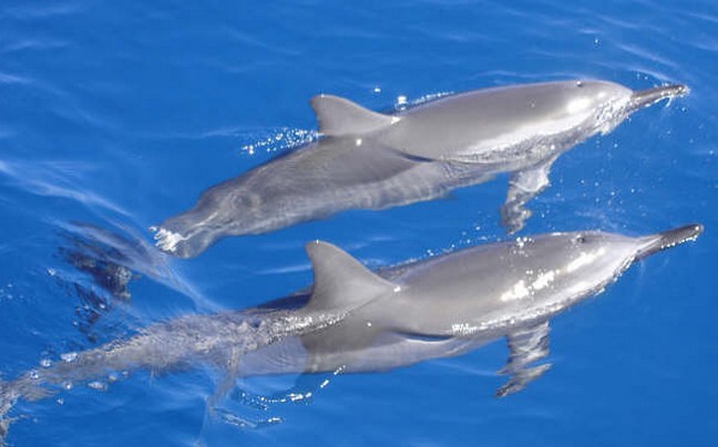 Σε κίνδυνο τα μικρότερα δελφίνια του κόσμου