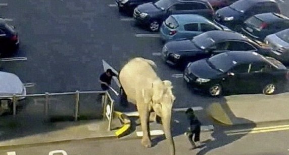 Ο ελέφαντας ήθελε να φύγει από το τσίρκο