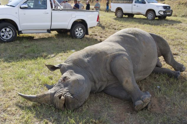 Λευκός ρινόκερος συγκρούστηκε με φορτηγό στη Νότια Αφρική