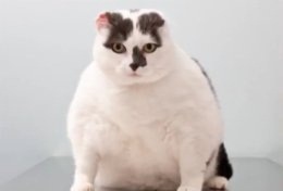 Διαγωνισμός απώλειας βάρους για γάτες και σκύλους