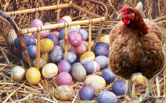 Τριάντα κότες γεννούν αυγά σε&#8230; διάφορα χρώματα