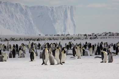 Διπλάσιοι απ&#8217; ό,τι νομίζαμε είναι οι αυτοκρατορικοί πιγκουίνοι