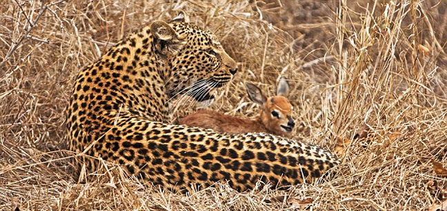 Όταν η νεογέννητη αντιλόπη συνάντησε τη λεοπάρδαλη
