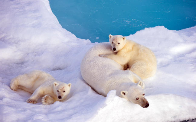 Η άνοδος της θερμοκρασίας απειλεί τις πολικές αρκούδες