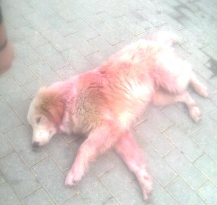 Αποτρόπαια κακοποίηση ζώου στα Μέγαρα