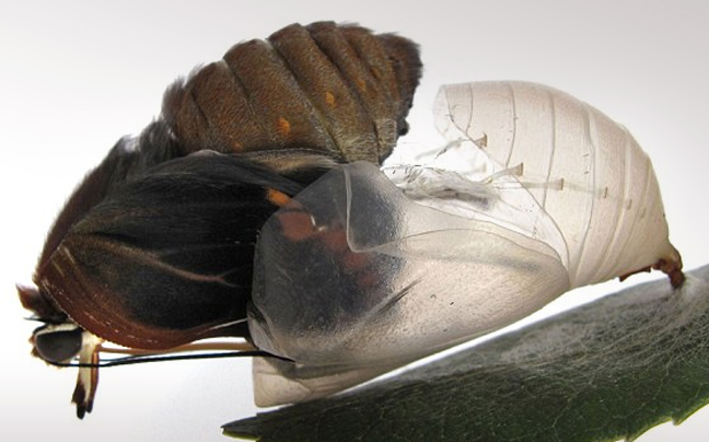 Απίστευτες φωτογραφίες από το πρώτο πέταγμα της πεταλούδας