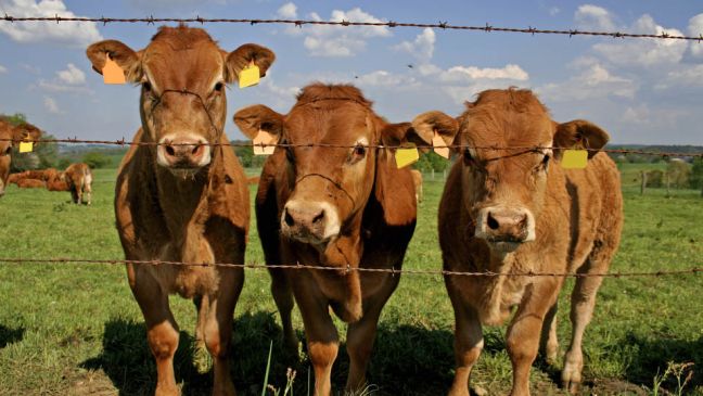 Καθησυχαστικές οι αρμόδιες Αρχές για τα κρούσματα της νόσου των «τρελών αγελάδων»
