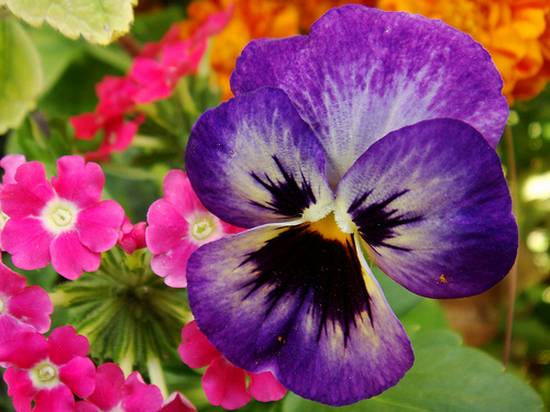 Στις 6 και 7 Μαΐου η πρώτη γιορτή λουλουδιών στο Γύθειο