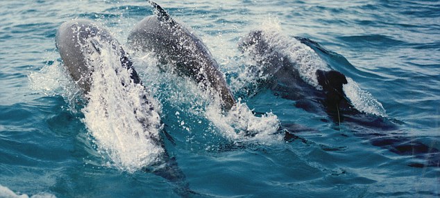 Τα δελφίνια βοηθούν τους ντόπιους ψαράδες