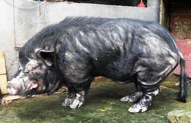 Τα πιο άσχημα γουρούνια του κόσμου