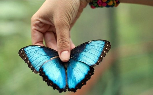 Πάνω από 70 είδη πεταλούδων έχουν καταγραφεί στο Πήλιο