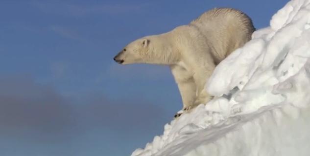 Πολική αρκούδα πέθανε από ιό που προσβάλλει ζέβρες