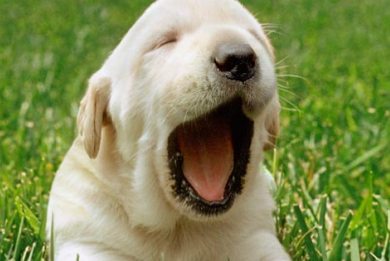 Τα σκυλιά χασμουριούνται όταν χασμουριέται ο ιδιοκτήτης τους