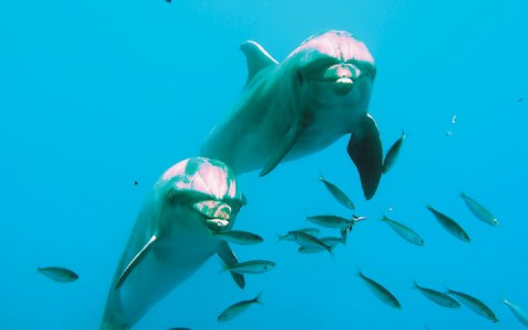 Οι ψαράδες στη Γαλλία σέβονται τα δελφίνια και το δείχνουν
