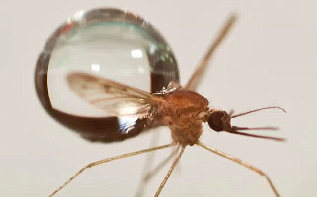 Πρώτο κρούσμα ελονοσίας στην Αιτωλοακαρνανία