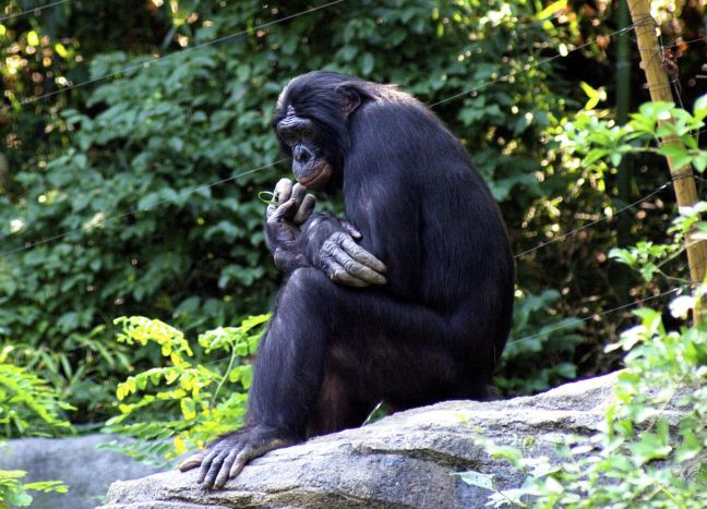 «Διαβάστηκε» το DNA του πίθηκου μπονόμπο!
