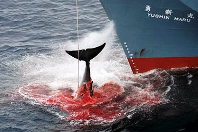 «Το Τόκιο θα σεβαστεί την απόφαση του ΔΠΔ και θα σταματήσει την φαλαινοθηρία στην Ανταρκτική»