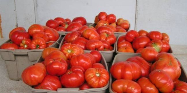 Δεσμεύθηκαν 12 τόνοι ντομάτας στου Ρέντη
