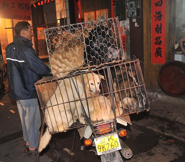 Στην Κίνα ακόμη μαγειρεύουν σκύλους και γάτες
