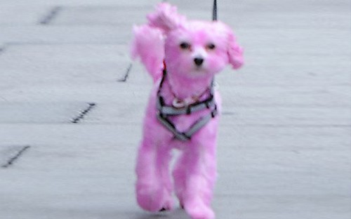 Έβαψε ροζ το σκυλί της!
