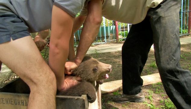 Συγκλονιστικό βίντεο βασανισμού νεογέννητου ζώου