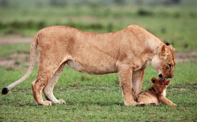 Δραματική διάσωση μικρού λιονταριού στην Κένυα