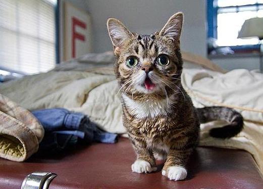 Η φαφούτα γάτα που έχει γίνει διάσημη στο διαδίκτυο