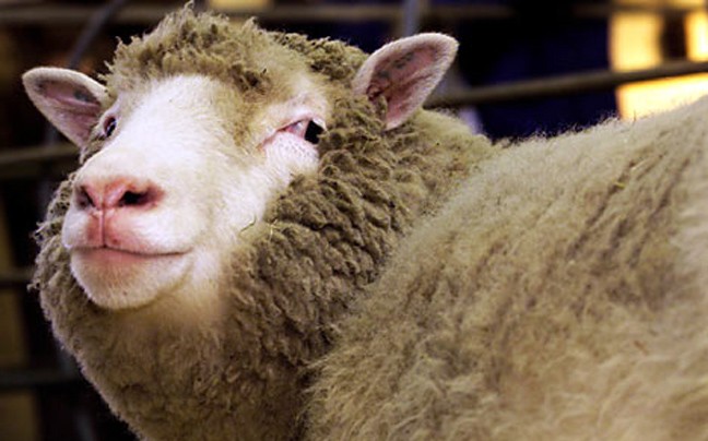 Ντόλι, το πρώτο κλωνοποιηµένο πρόβατο