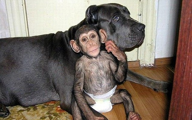 Ο χιμπατζής που πιστεύει ότι είναι κουτάβι