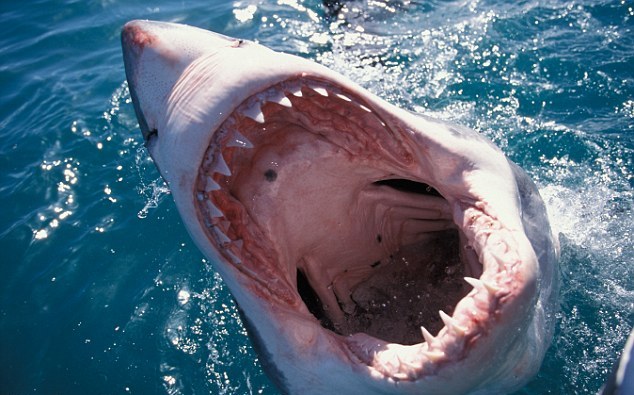 Λύθηκε το μυστήριο με το «θαλάσσιο τέρας» που έφαγε λευκό καρχαρία