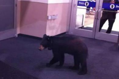 Αρκούδα μπήκε σε εμπορικό κέντρο