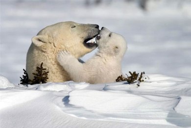 Πολική αρκούδα βοηθά το μωρό της να ανέβει στον πάγο